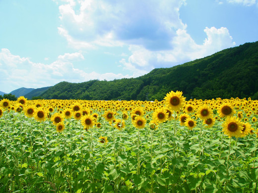 431270 (a): :1600x1200